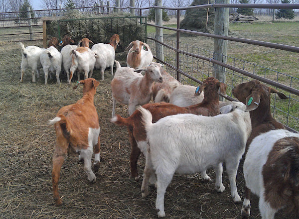 How To Become A Successful Goat Farmer Top Tips For Commercial Goat Farming Business To 